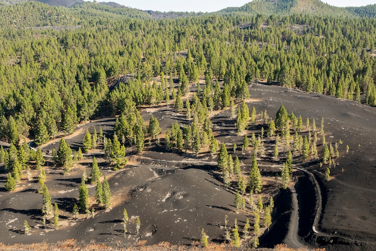 Land Clearing